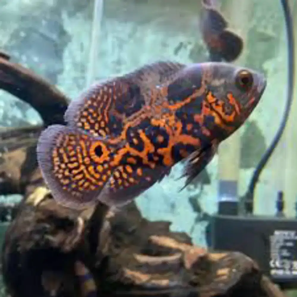 Oscar batik 2 jari minat WA aj bos qu