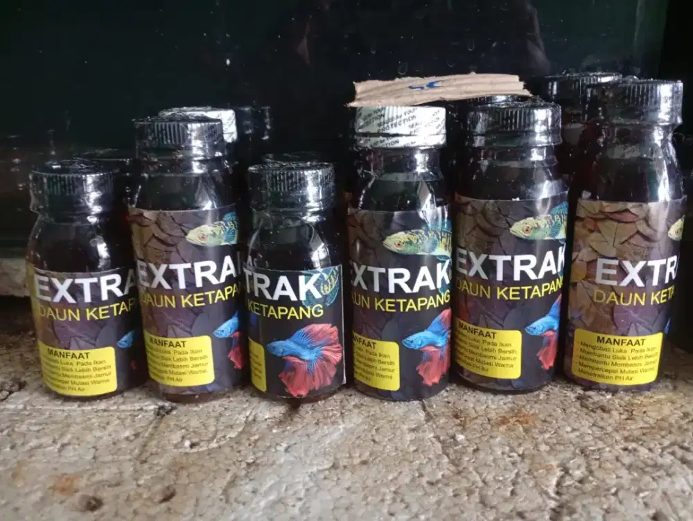 Ketapang olahan buat ikan kesayangan bos qu