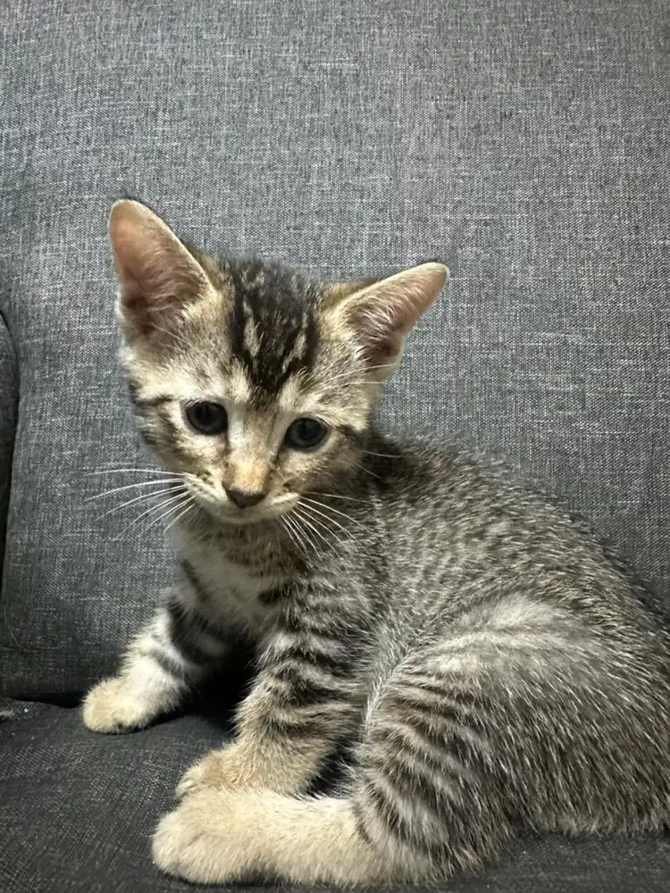 Kitten Mix BSH – Lucu, Sehat, Aktif | Anak Kucing Ras