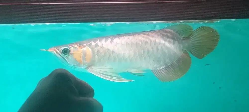 Arowana super red 35cm