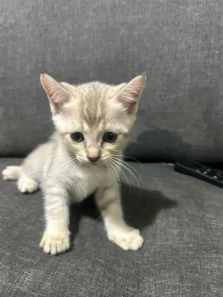 Anak Kucing BSH Mix loreng – Sehat, Aktif, Indukan Jelas