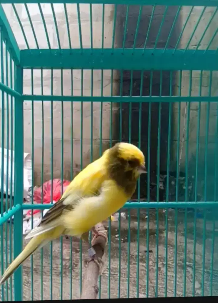 Burung kenari warna favorit