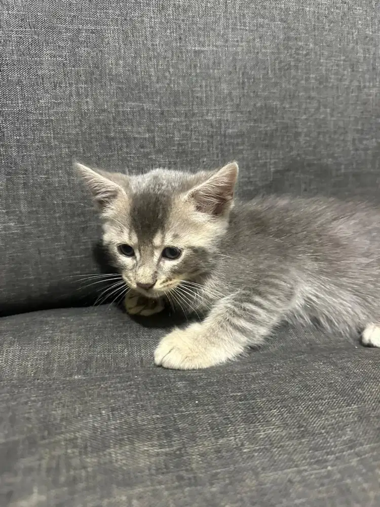 Kitten BSH Mix Loreng Warna Abu Cream – Kondisi Baik