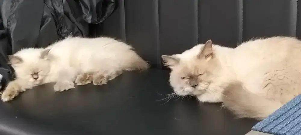 Lepas adopt himalayan