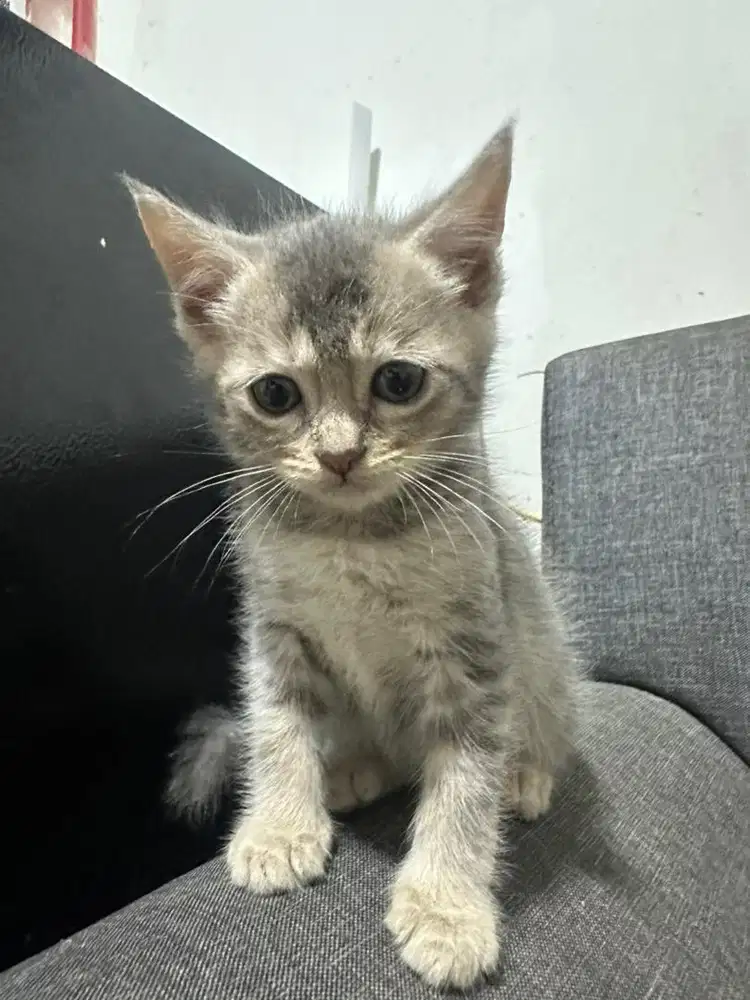 Kitten BSH Mix Loreng Usia 2 Bulan – Sehat, Aktif, Siap Adopsi