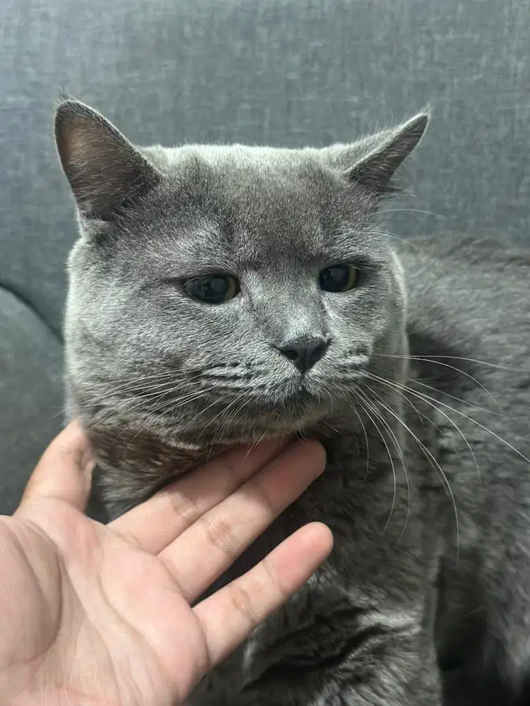 British Shorthair Dewasa Usia 1+ Tahun – Body Cobby, Solid Blue, Gacor