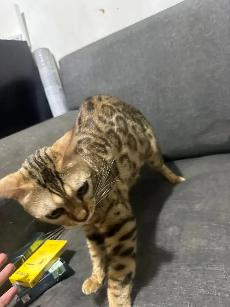 Loreng Female Adult 1+ Tahun – Proven Queen, Kondisi Sehat