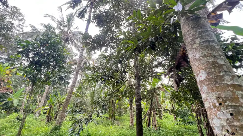 Dijual Tanah Kebun Isi Buah Lokal Di Tabanan Bali