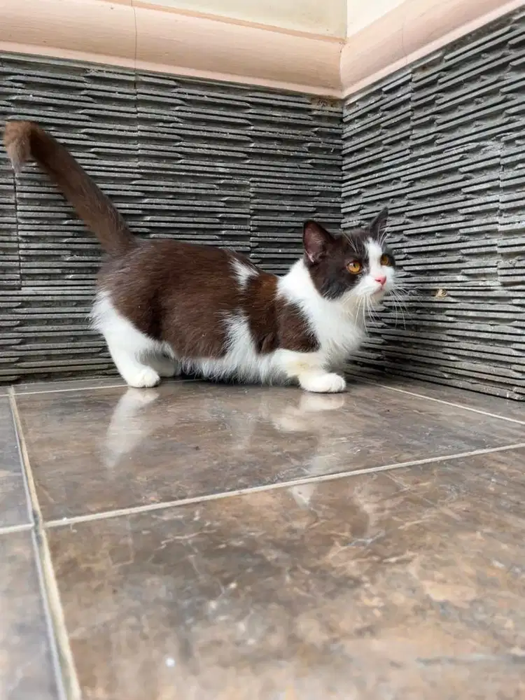 Kucing munchkin british shorthair bsh kitten