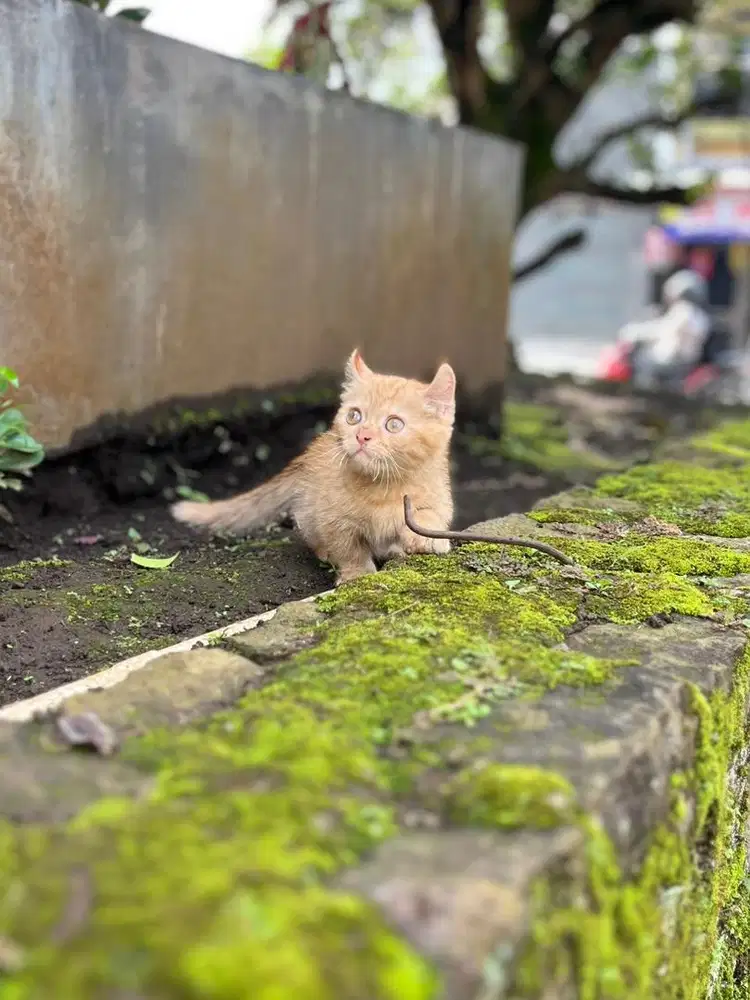 Kucing munchkin kitten kinkalow british shorthair scottish