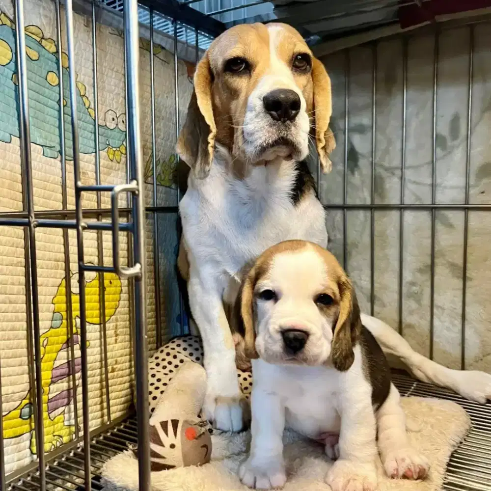 DI JUAL ANJING BEAGLE PURE BREED