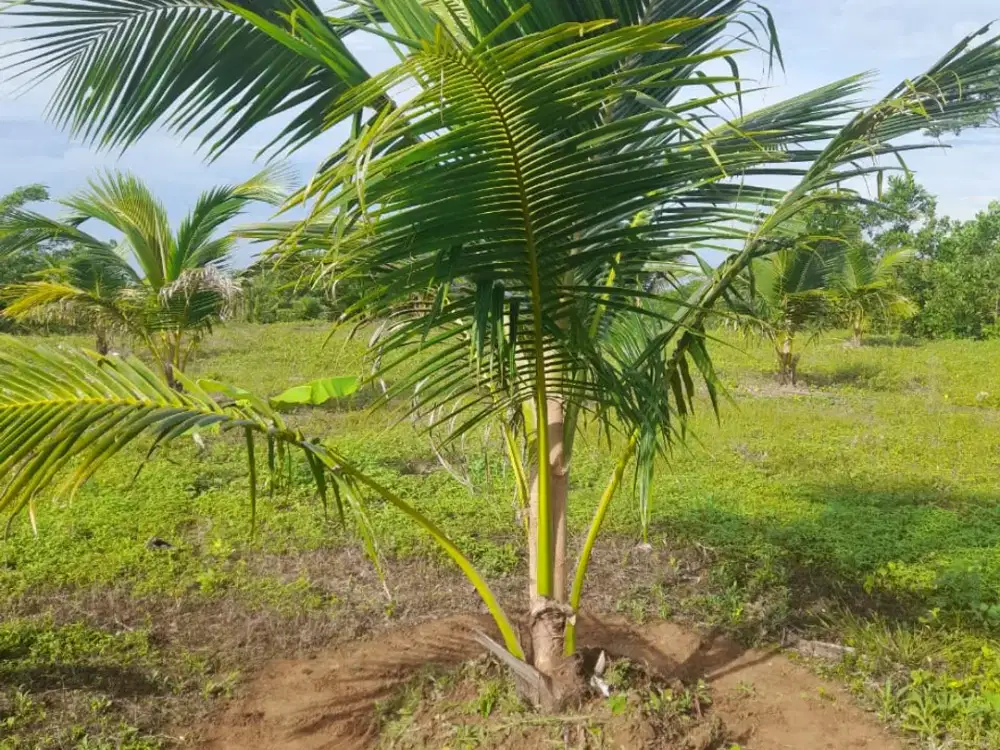 Dijual murah  tanah beserta isinya di  Genjah Entog, kota Garut