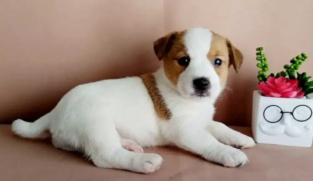 DI JUAL ANJING JACK RUSSEL BOGEL