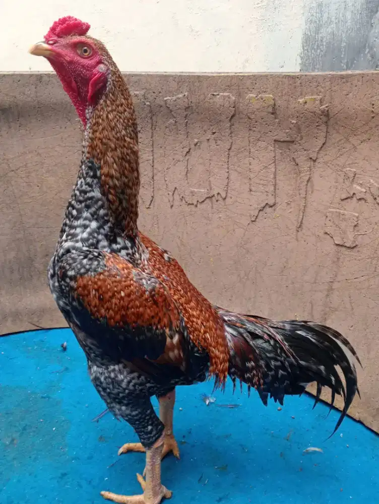 Ayam Bangkok muda 7-8 bulan body big