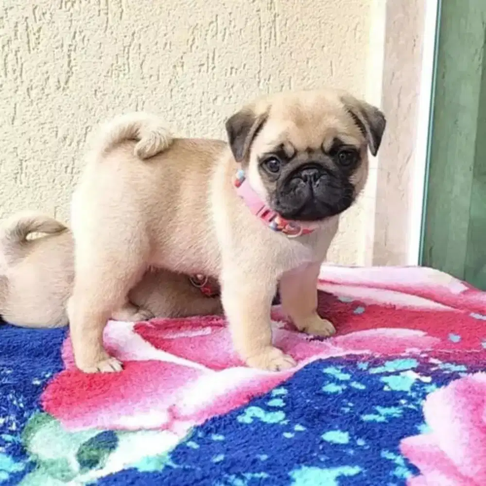 DI JUAL ANJING PUG MATA BULAT