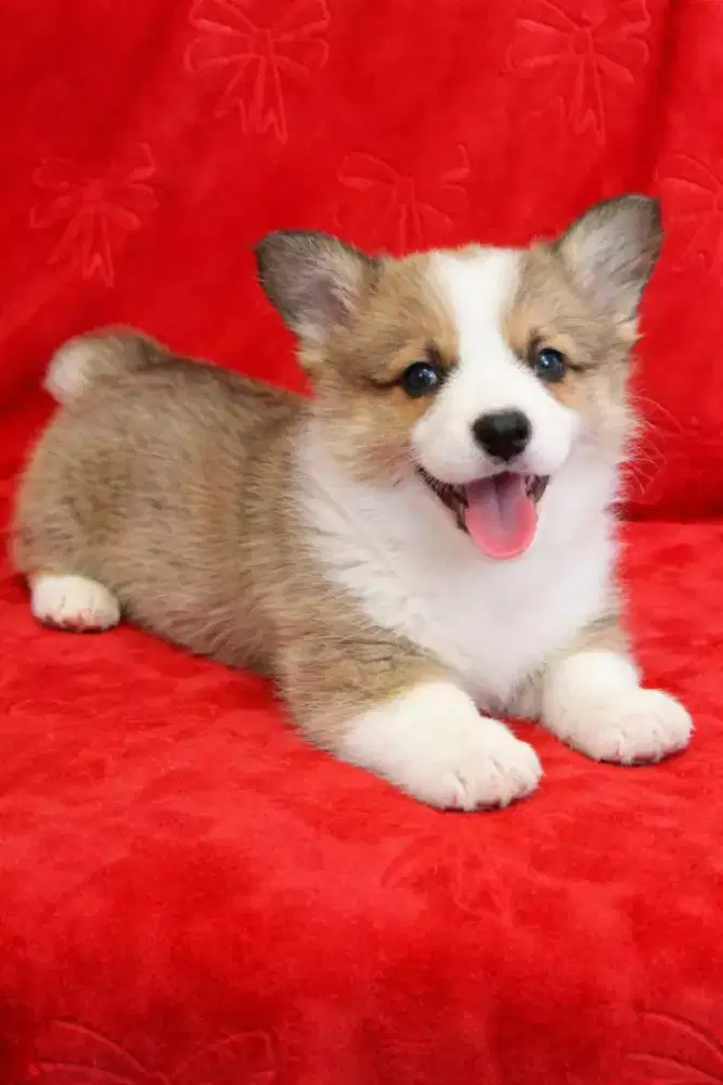 DI JUAL ANJING CORGY LUCU