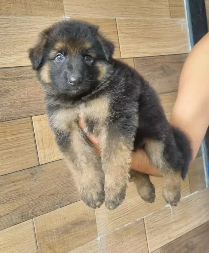 DI JUAL ANJING HERDER MANTAP