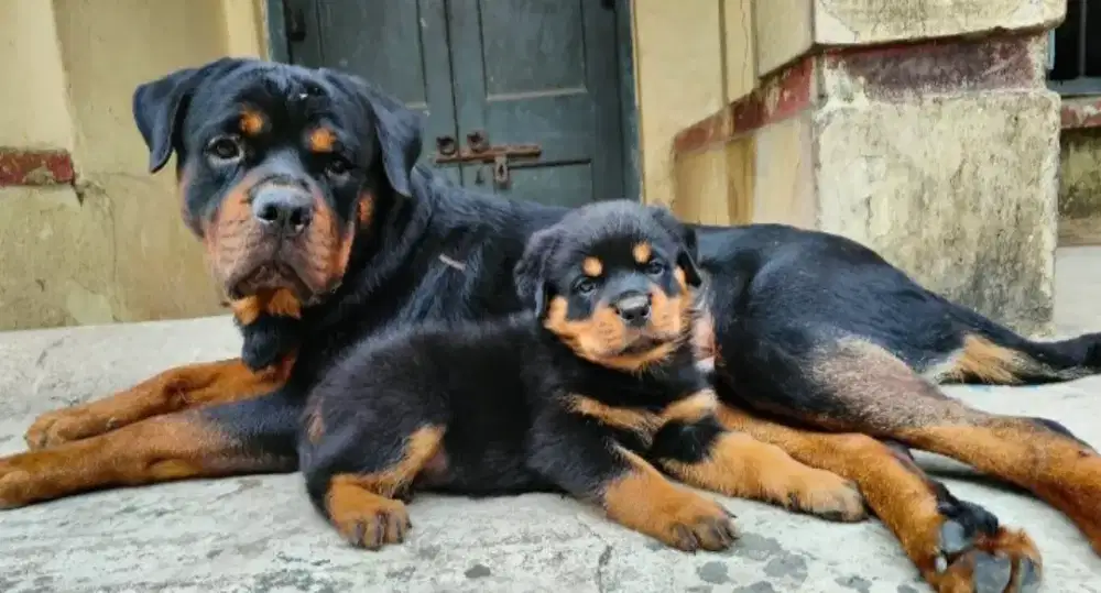 DI JUAL ANJING ROTTWEILER MURNI