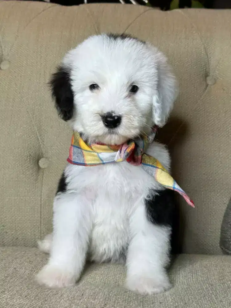 DI JUAL ANJING MALTIPOO SUDAH VAKSIN