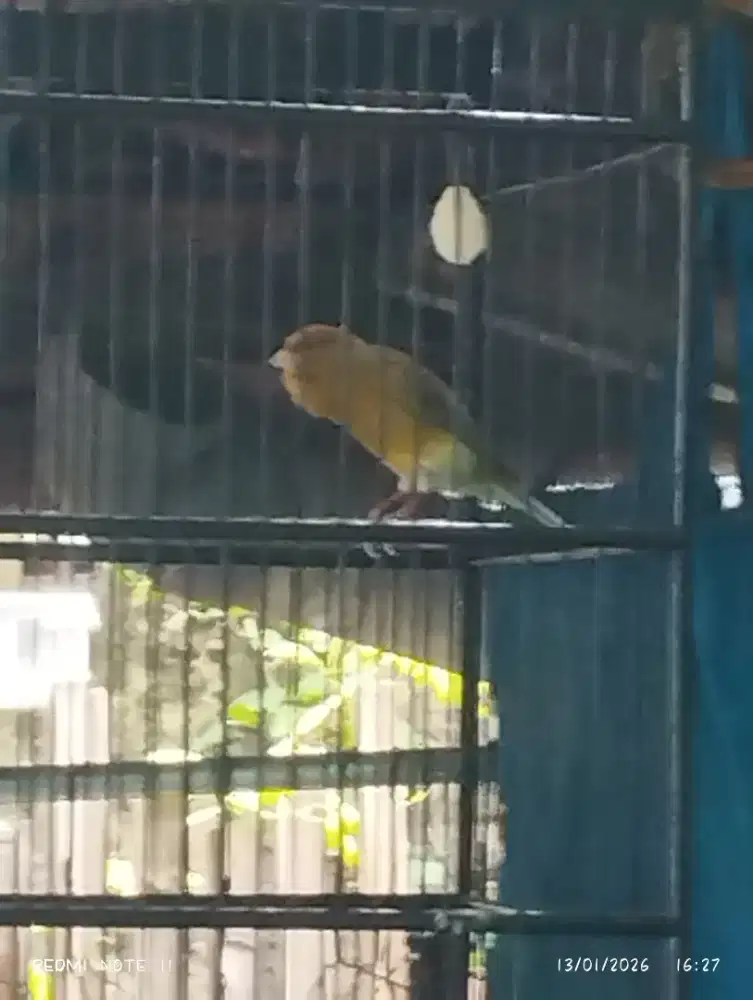 Kenari F1 BB gacor dorr