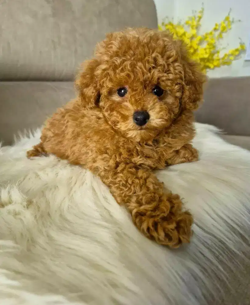 DI JUAL ANJING POODLE RED