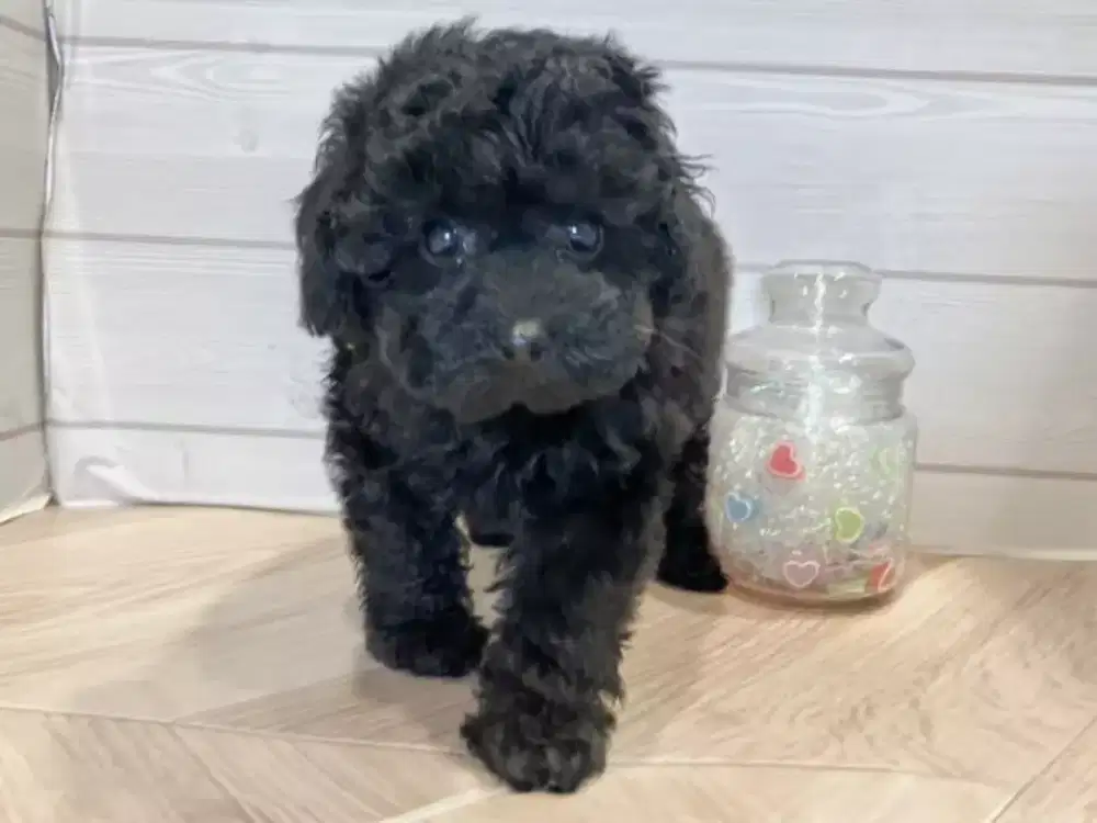 DI JUAL ANJING TOY POODLE HITAM