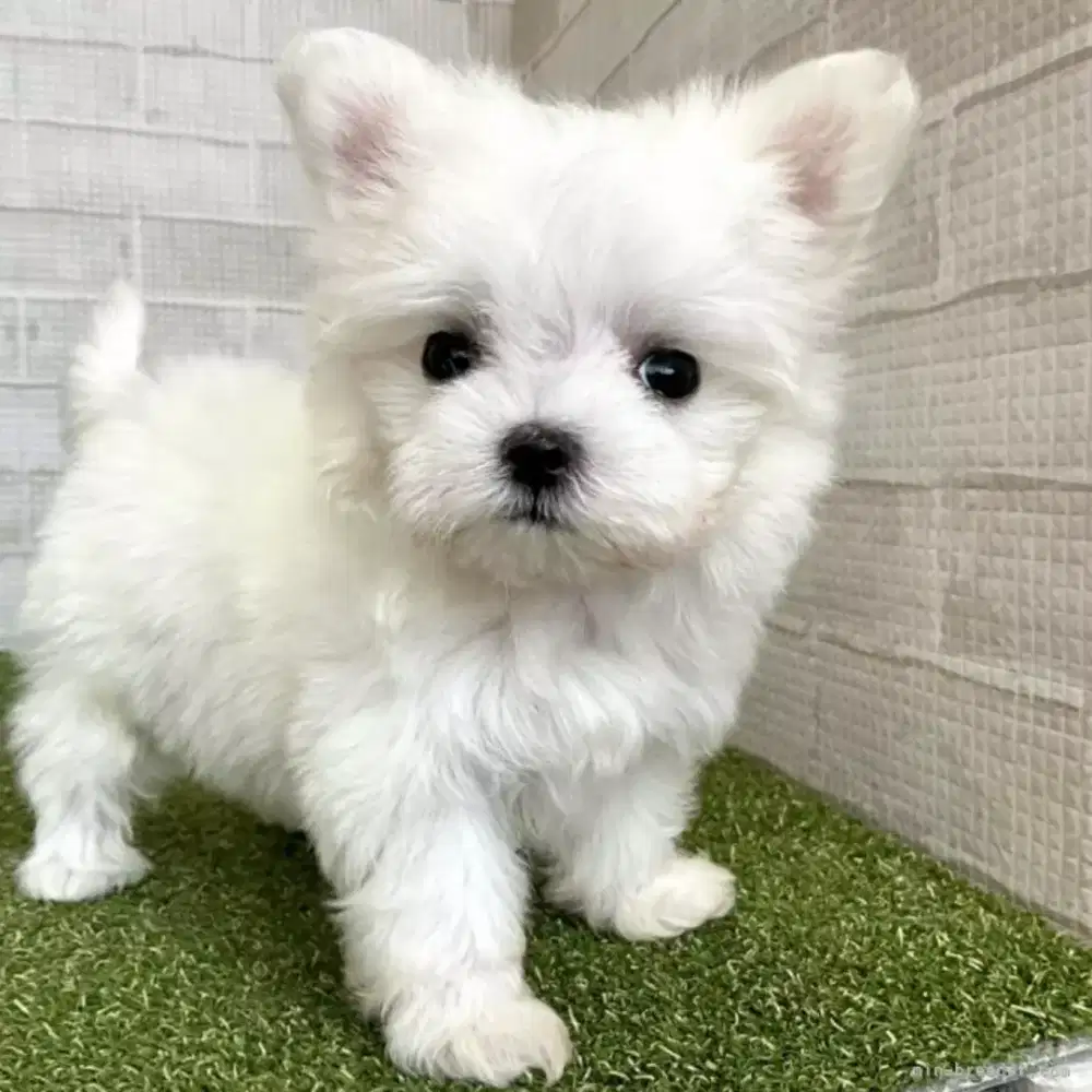 DI JUAL ANJING MALTISU LINCAH