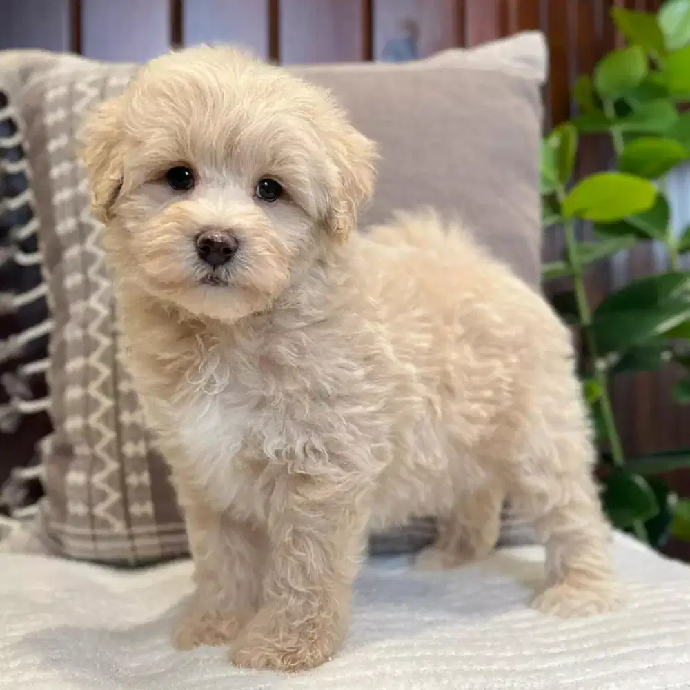 DI JUAL ANJING MALTIPOO GANTENG