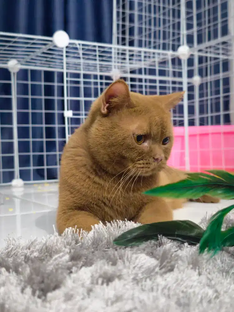 Lepas Adopt Cepat BSH cinnamon pejantan tangguh