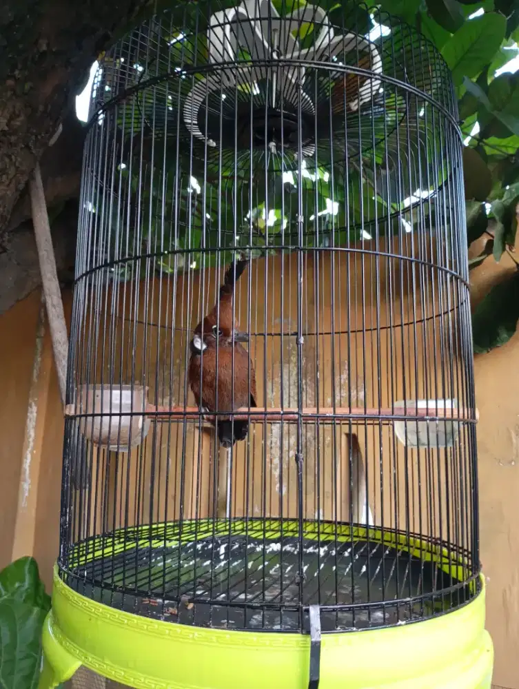 Burung masteran fulset