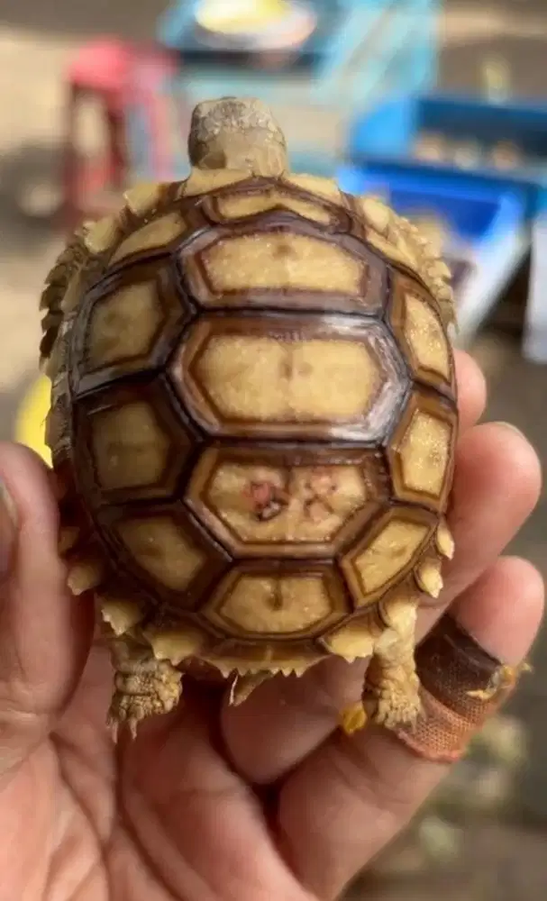 kura kura sulcata sehat aktif cerah size 6.5 murah