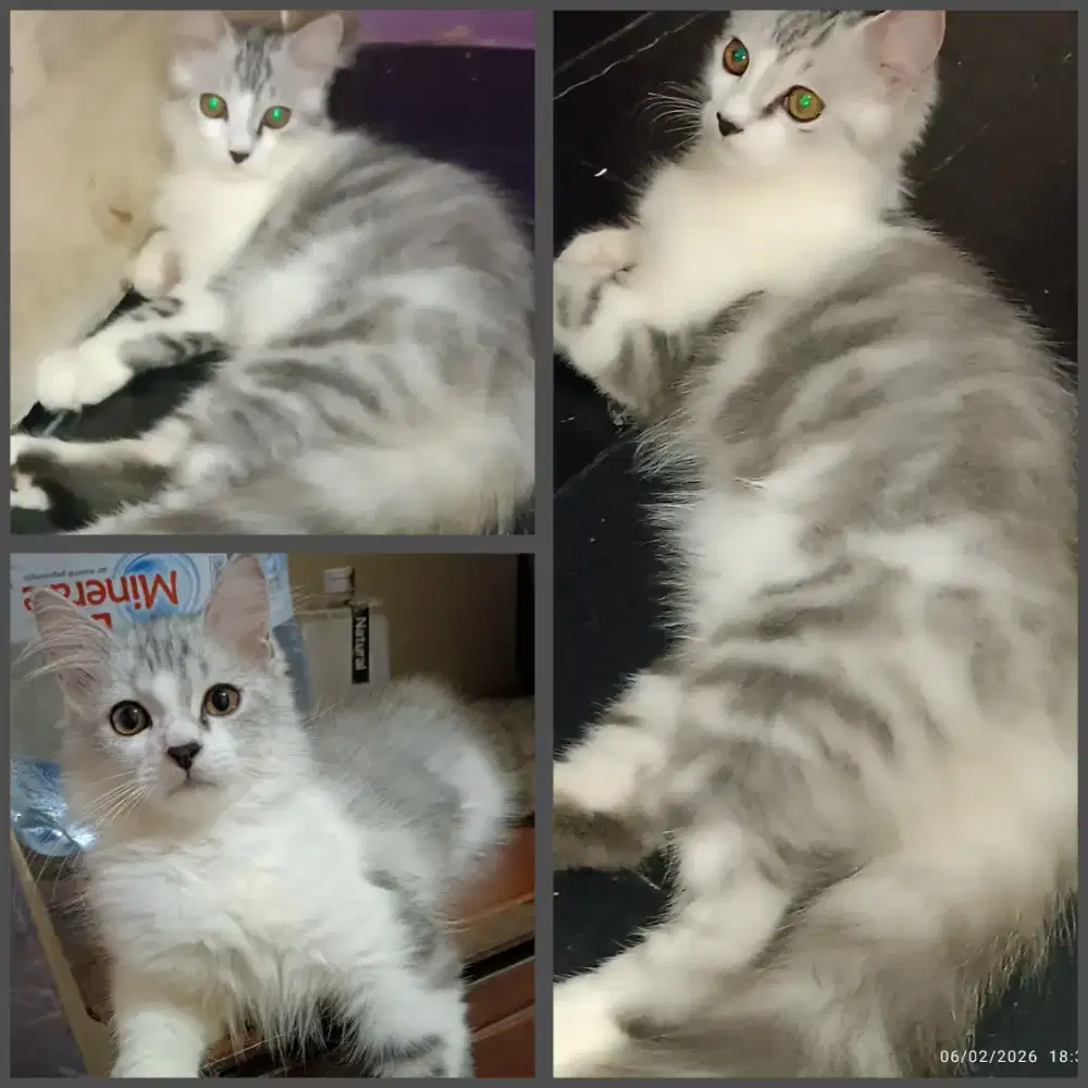 Kucing persia jantan