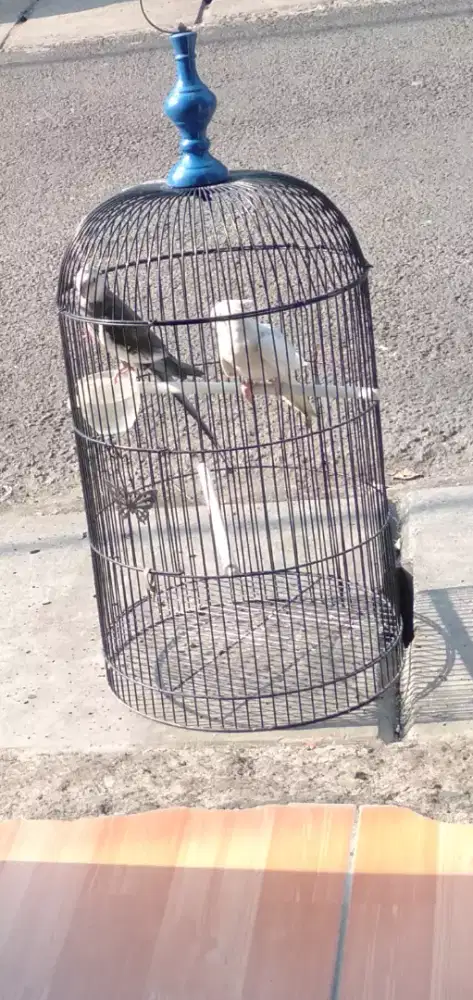 Burung parkit falk Australia