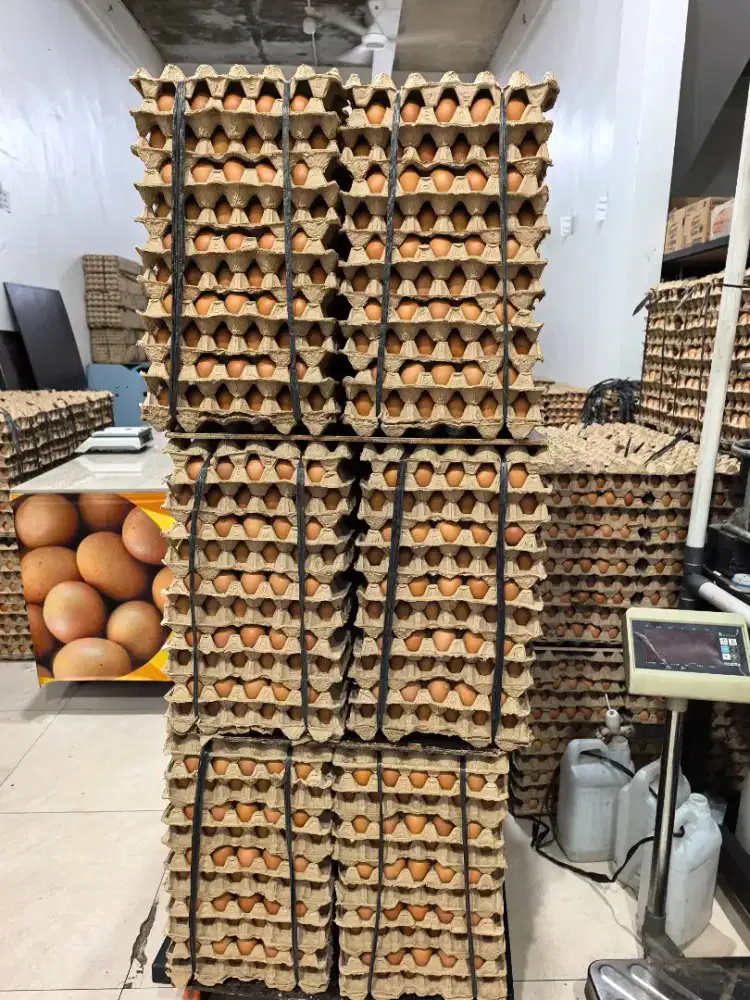 Karyawan Kandang Ayam Petelur