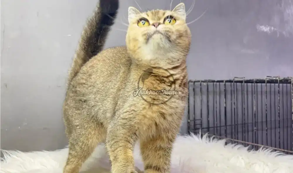 Betina scottish straight