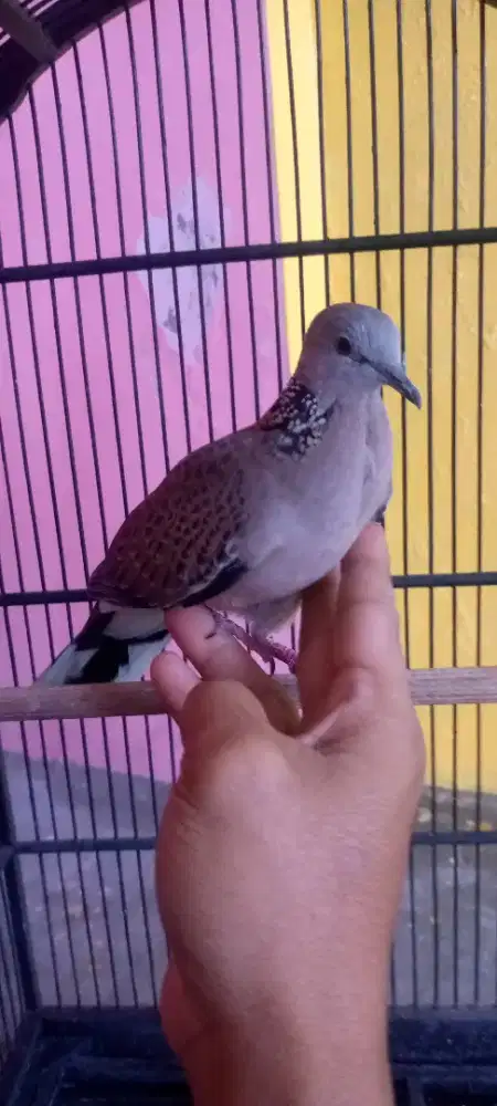 Burung derkuku kuk 1