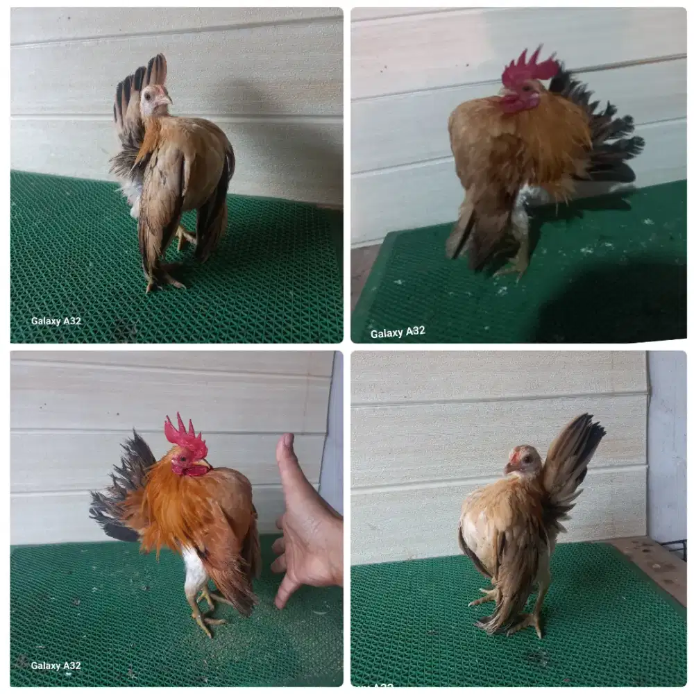 Sepasang ayam serama GPM