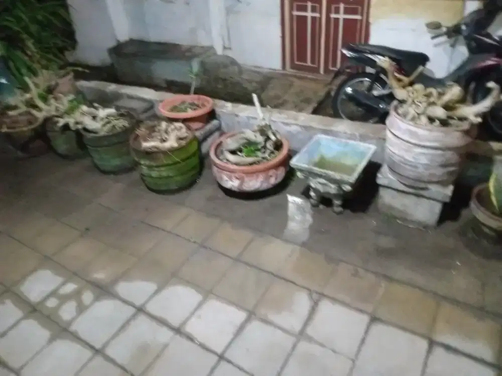 Bonsai Kamboja lokal