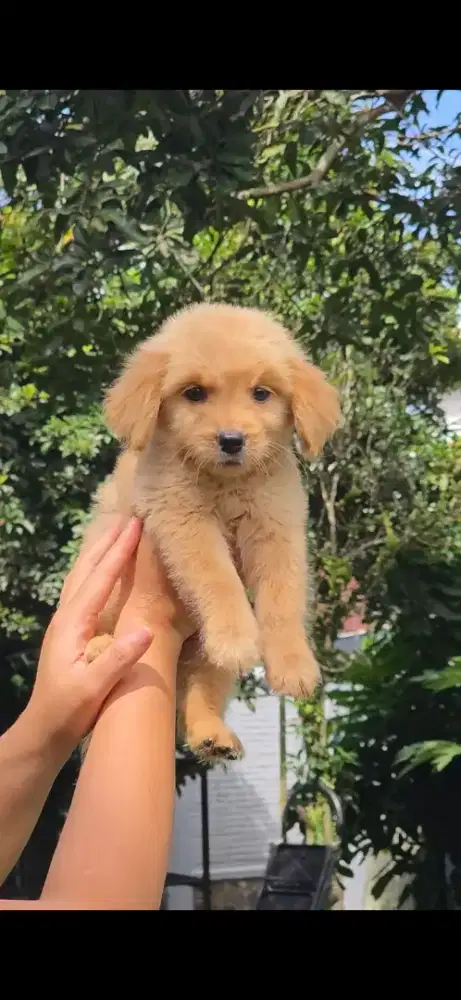 Anjing golden retriever puppy dog