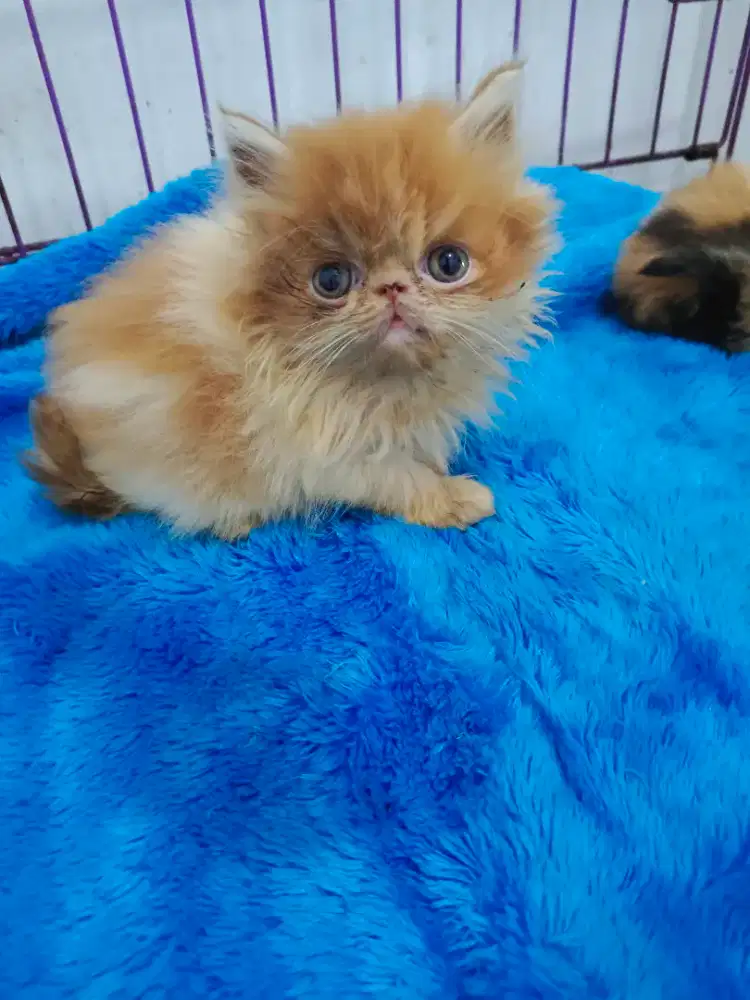 Peaknose jjantan oyen putih