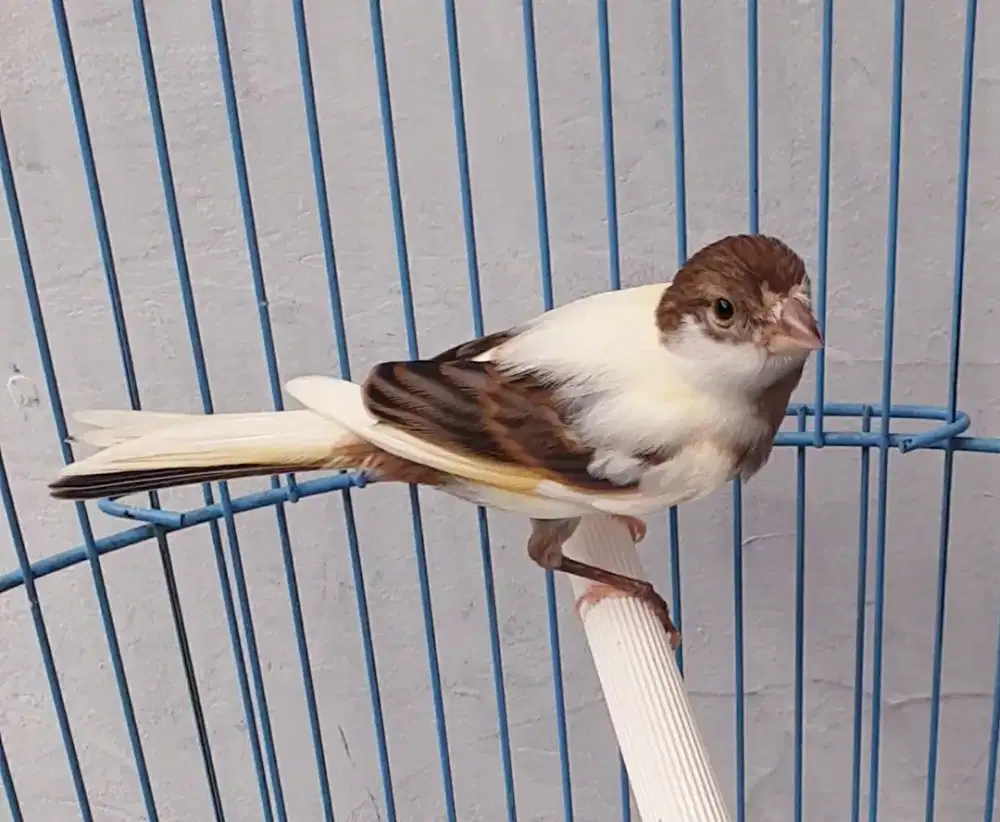 Kenari panda jantan setengah volume