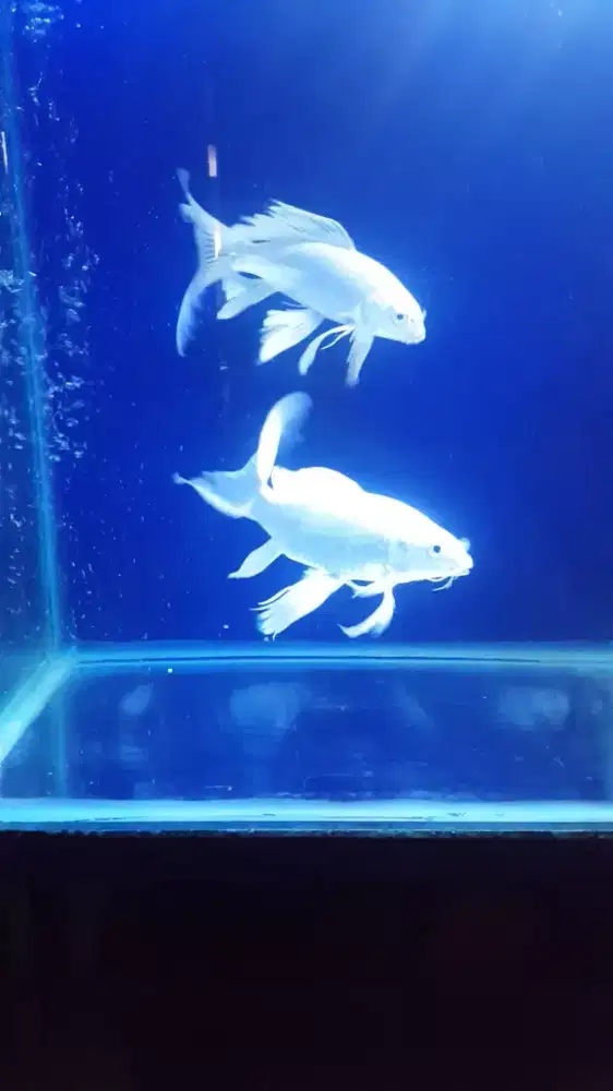 Ikan Koi Putih Platinum