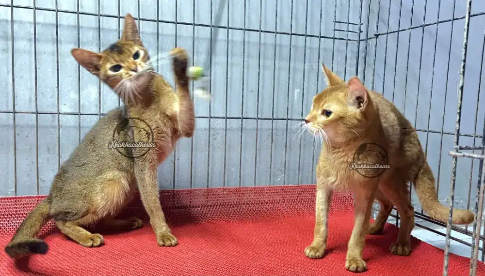 Sepasang abyssinian pure breed