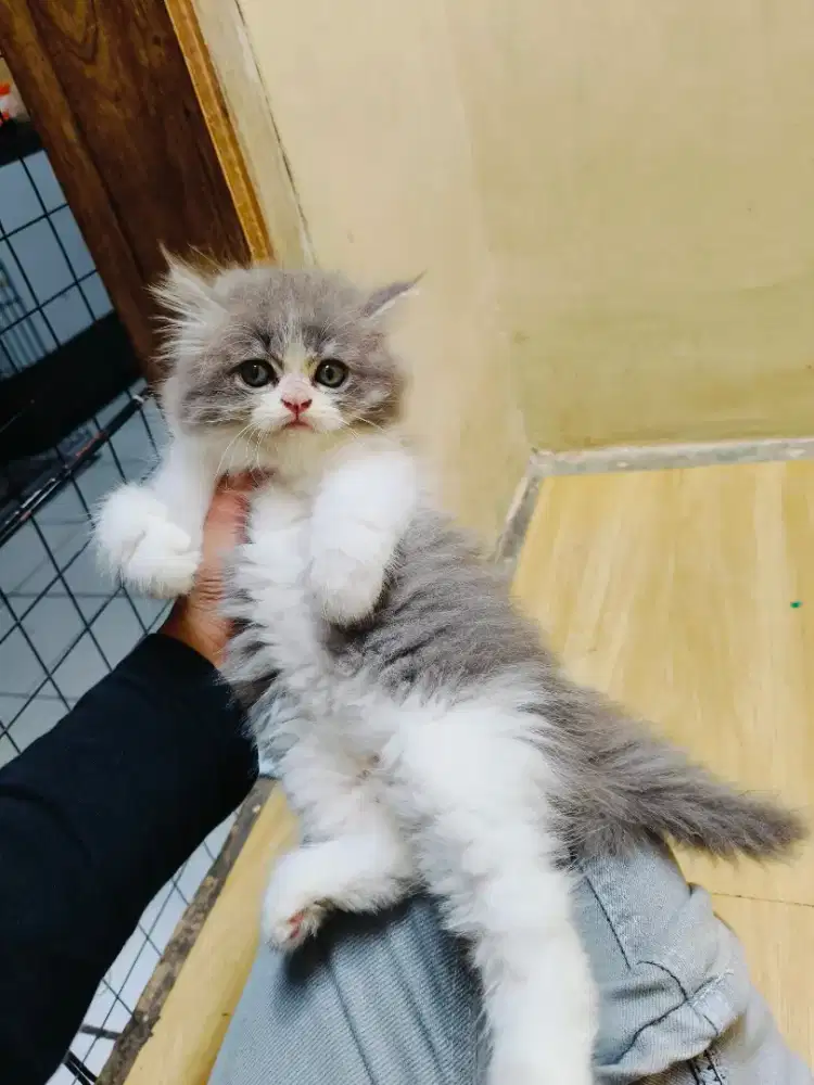 Kitten Persia abu putih