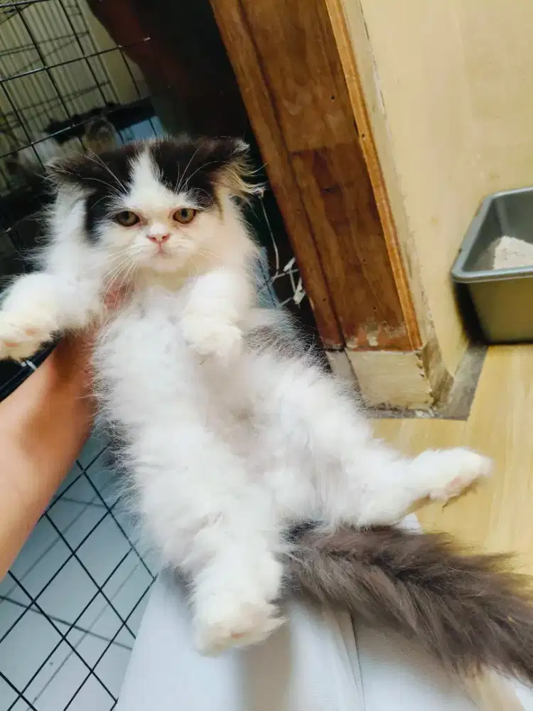 Kitten Persia flatnose