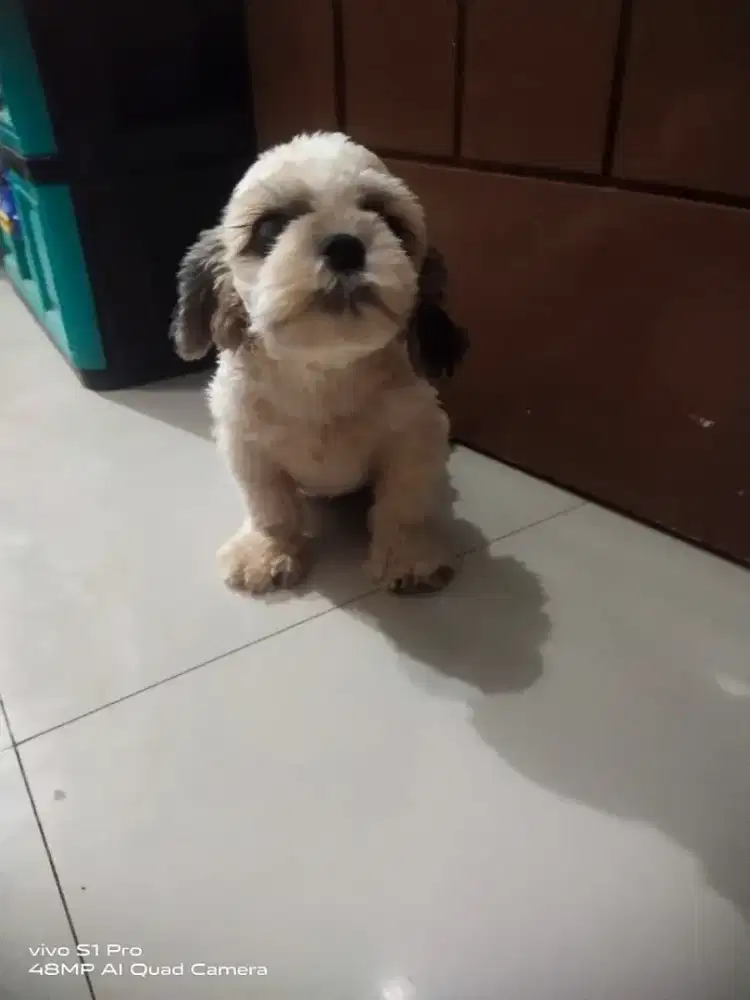 Shih tzu betina