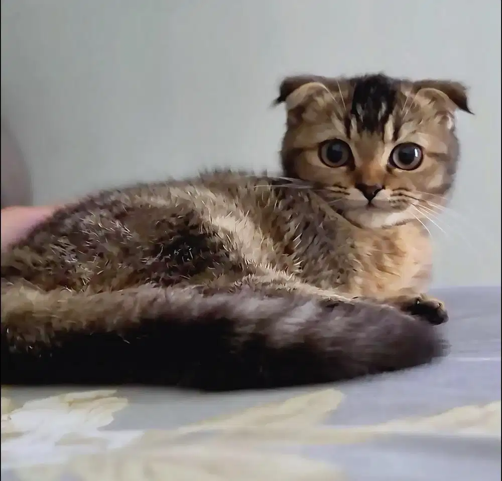 Lepas Adopt Kitten Munchkin Gaelic