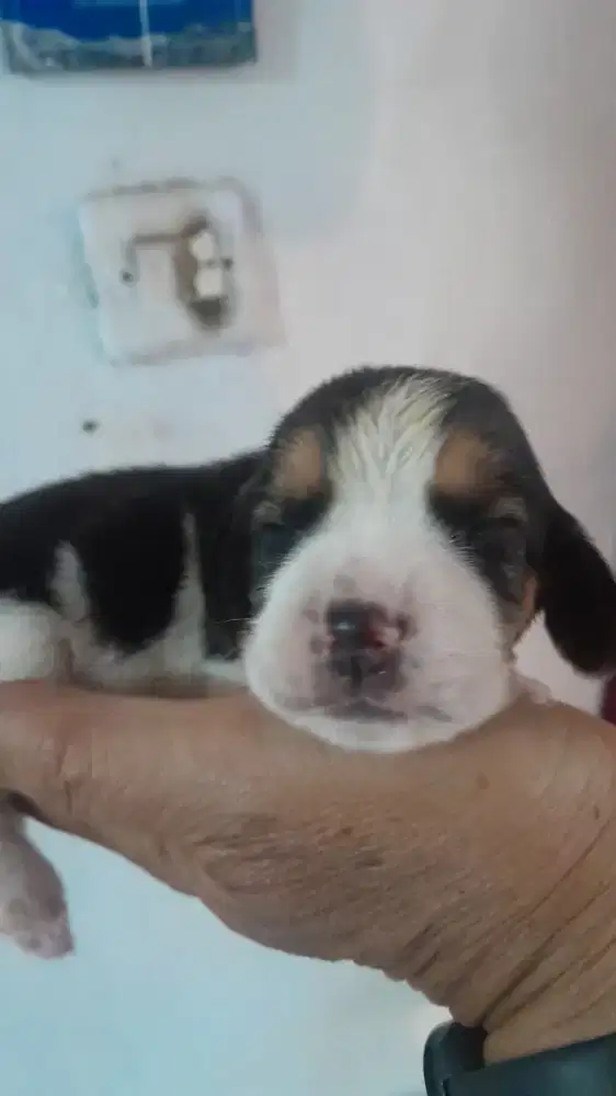 Beagel Beagel BeaGel cute