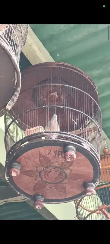 Perkutut Lokal Manggung