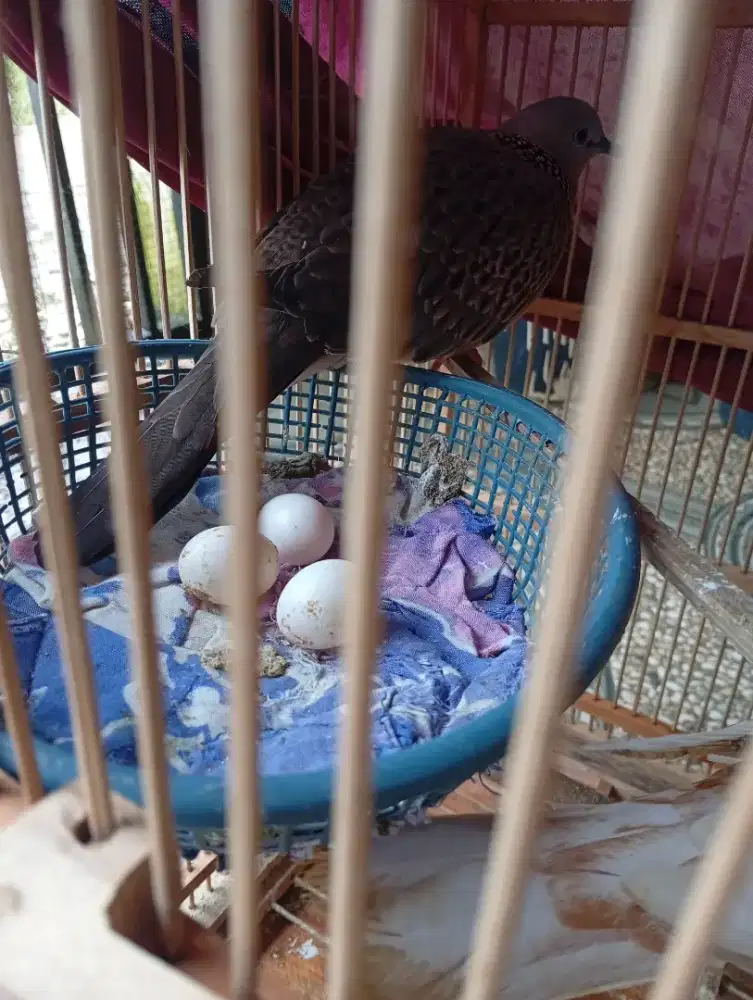 Burung puter leopard, tekukur bawa Telur